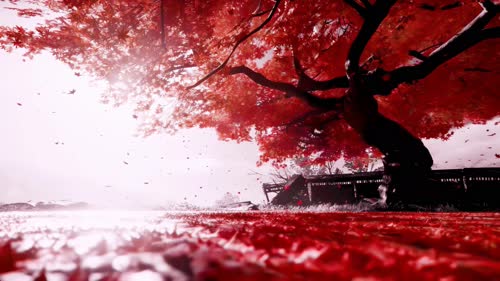 老猫