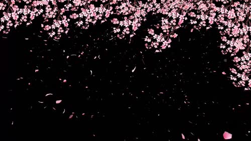 樱花
