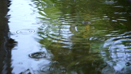 雨